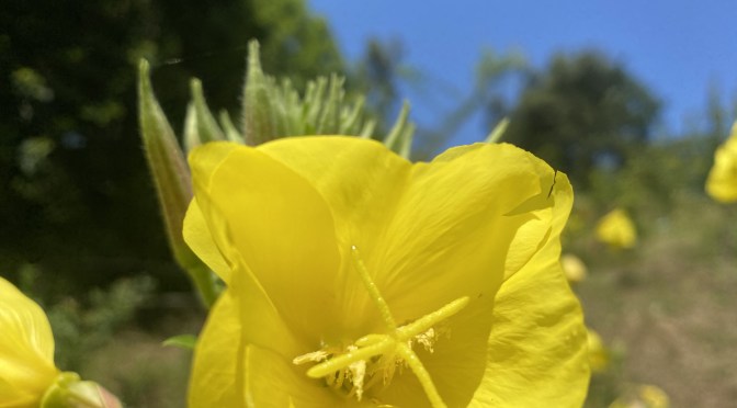 Camino del Norte – Day 14 Santillana del Mar to Comillas