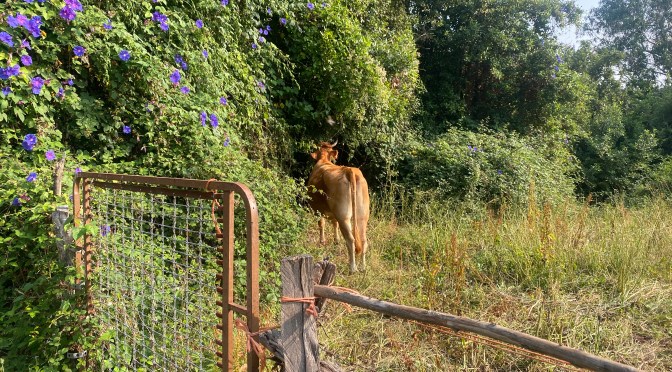 Camino del Norte – Day 9 Castro-Urdiales to Santoña